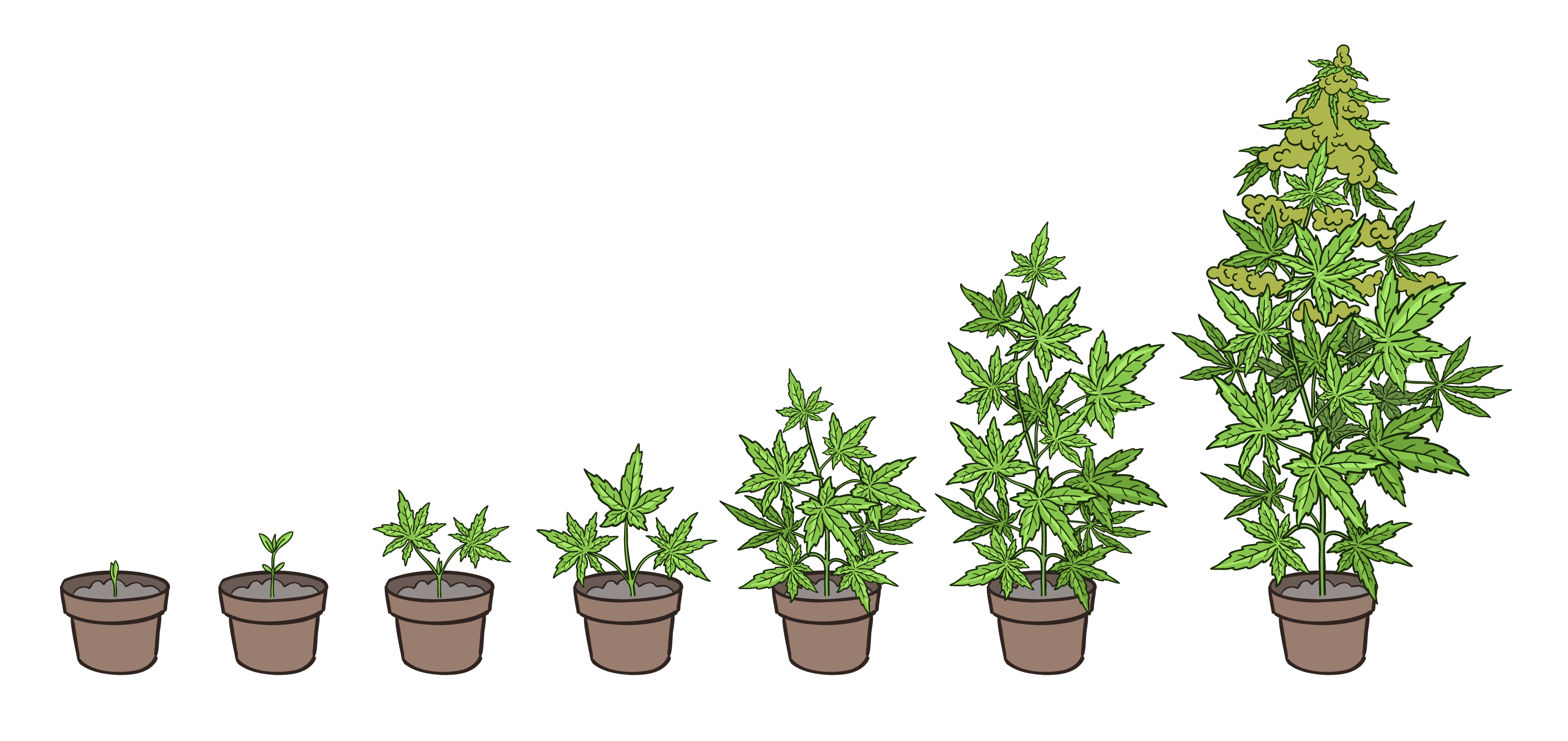 what you need to know about growing cannabis